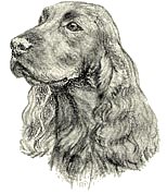 Field Spaniel